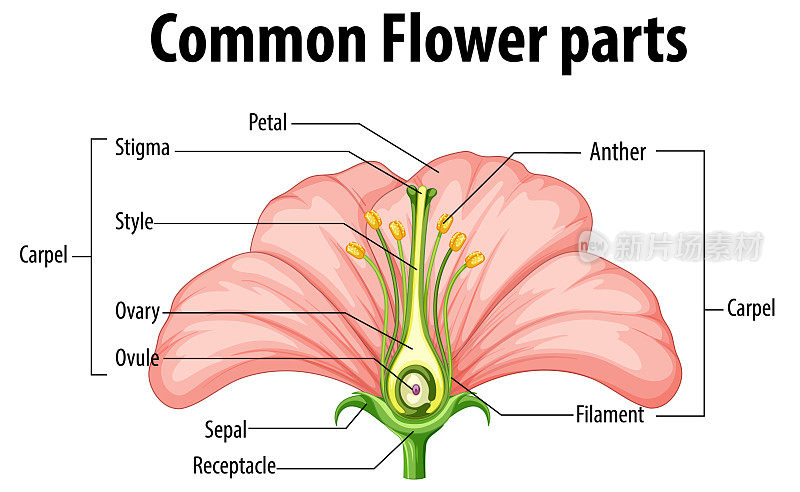 Diagram showing common flower parts